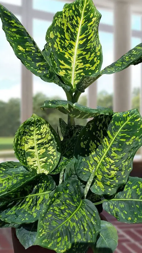 Beautiful Plants that Look Like Philodendron Birkin