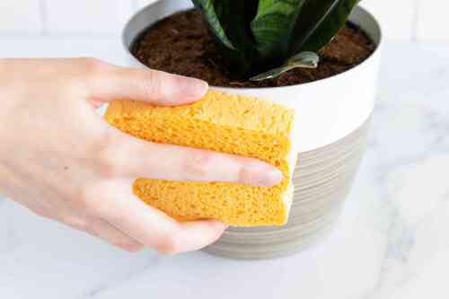 top Bonus Points to Make Your Houseplants Look Clean and Tidy!