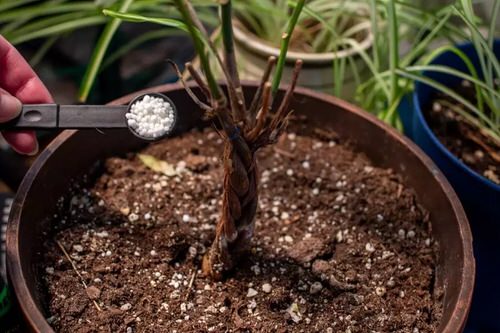 Go Easy with the Fertilizer