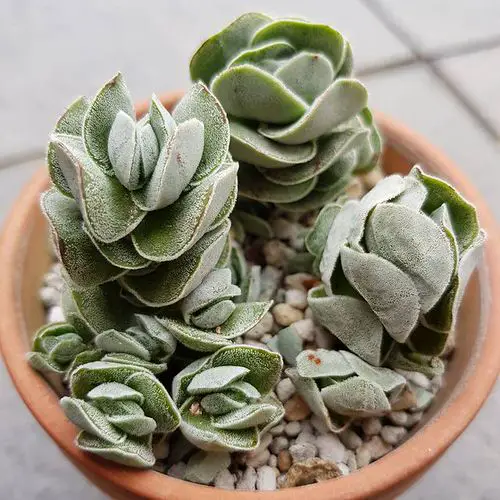 best Houseplants with the Strangest and Most Speculative Leaves