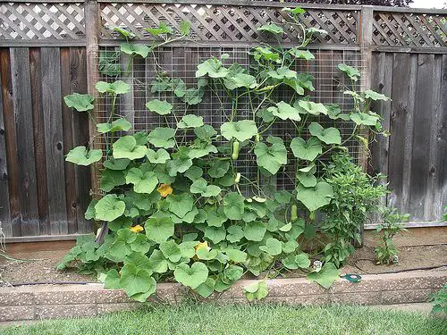 Wire Mesh and Wood Trellis