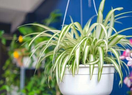 best Bonus Points to Make Your Houseplants Look Clean and Tidy!