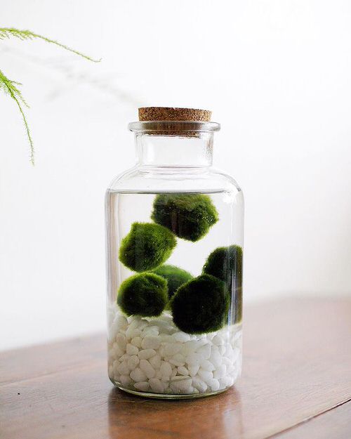 top Houseplants with the Strangest and Most Speculative Leaves