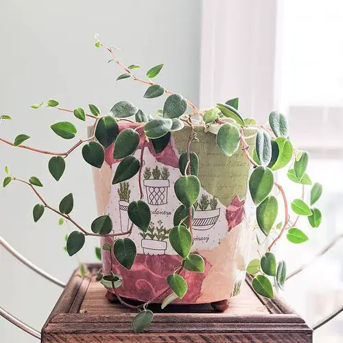 Greatest Trailing Peperomias for Indoor Growth 