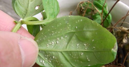 Hacks That Will Bring Back Any Dying Plant to Life Remove Pests