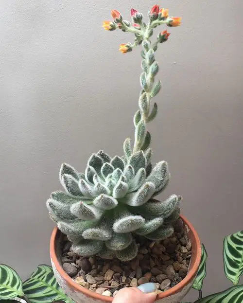 White Succulents You Can Grow