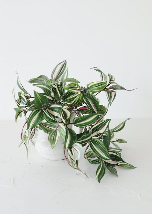 amazing Types of Virtually Lifelike Fake Plant Versions