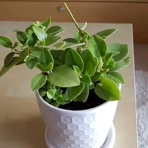 List of Best Peperomia Types