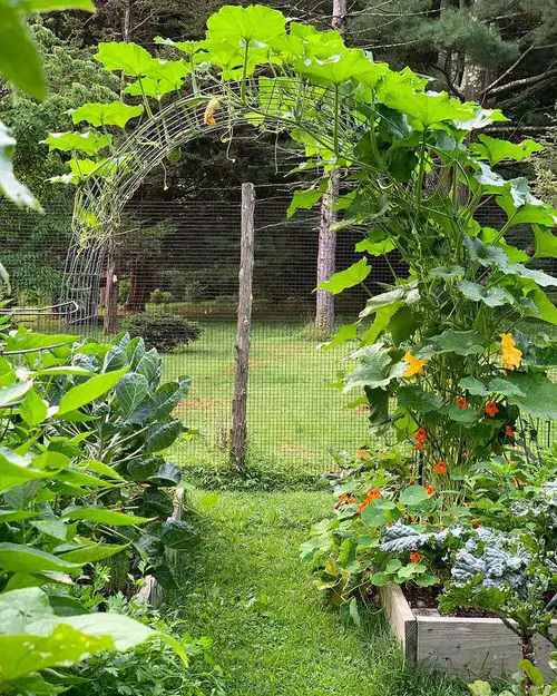 Zucchini Trellis Ideas Arch Trellis
