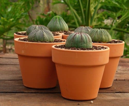 Special & Rare Cacti