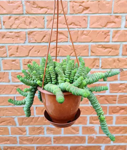 Best Beautiful round-leafed succulents