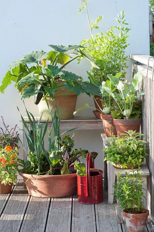Layered Garden Using Benches and Multi-Sized Pots