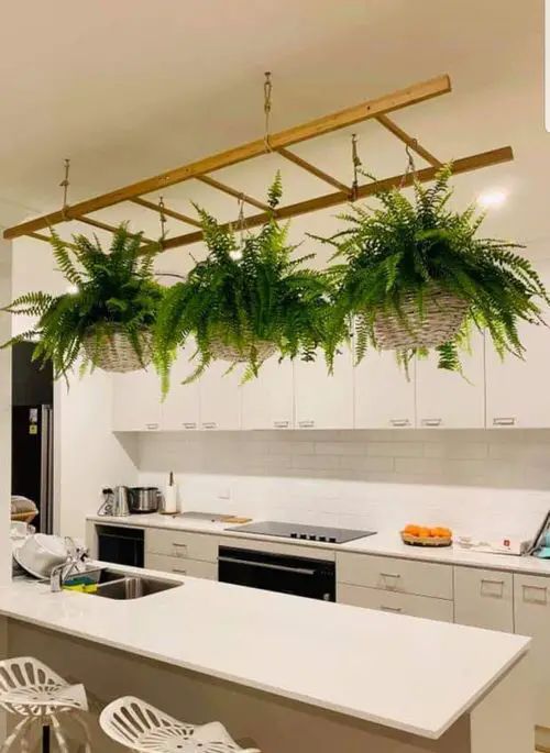 Hanging Ladder for Ferns