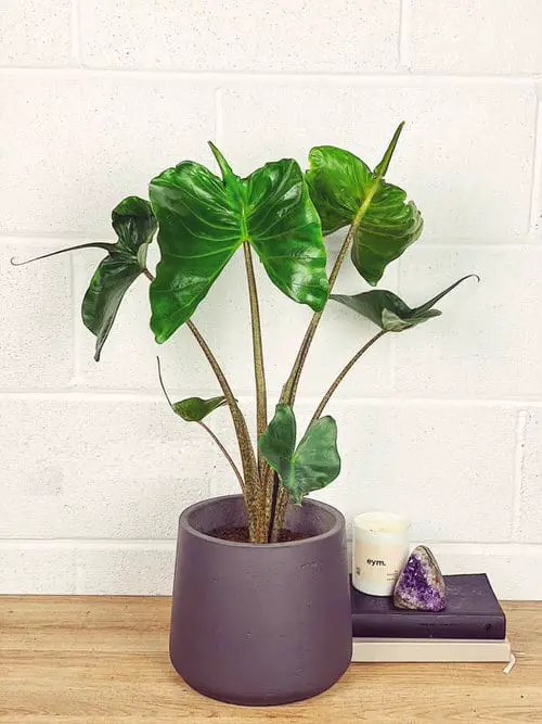 best Houseplants with the Strangest and Most Speculative Leaves