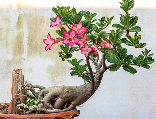 top Special Indoor Plants
