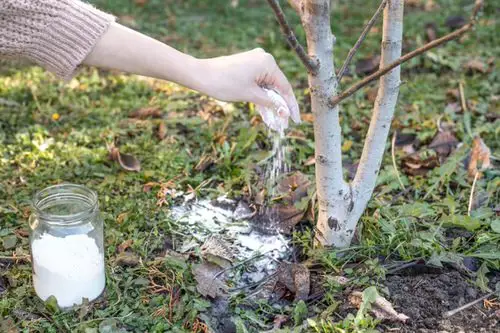 Diatomaceous Earth