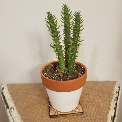 top Unique & Rare Cactus
