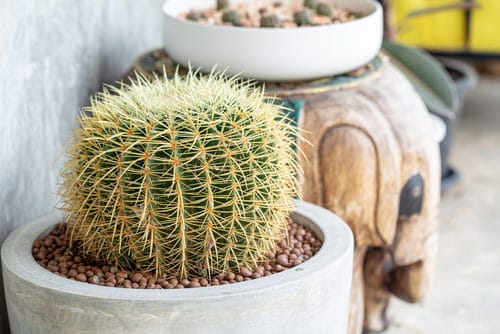 best Special & Rare Cacti