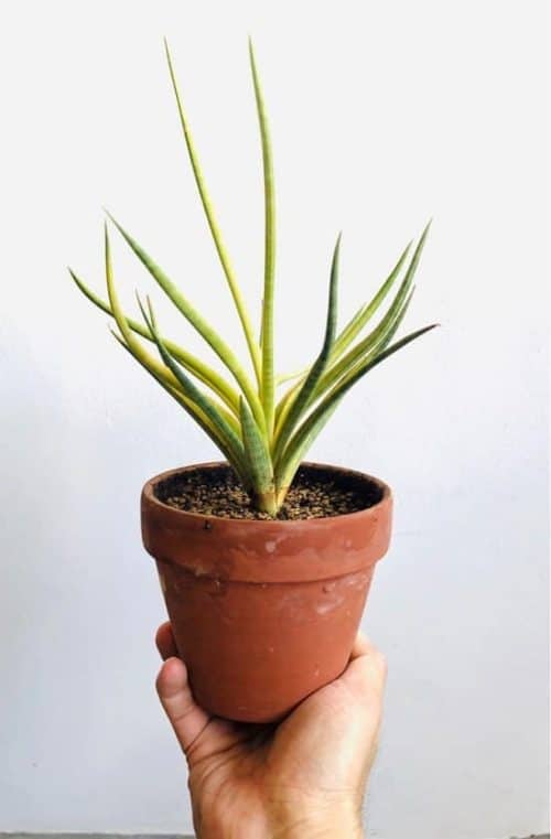 Types of Snake Plant - Sansevieria gracilis