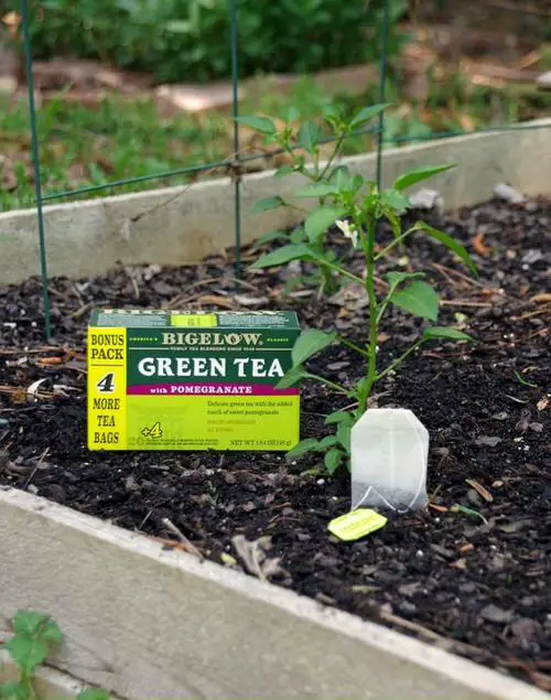Used Tea Bags and Leaves