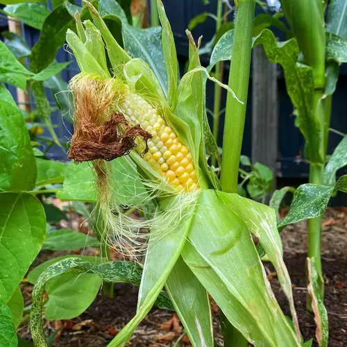 Fish Head Benefits for Plants