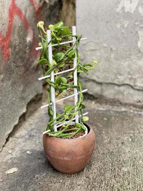 The Strangest and Most Unusual Leaves on Houseplants