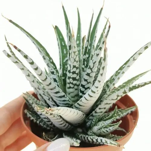 Best White Succulents