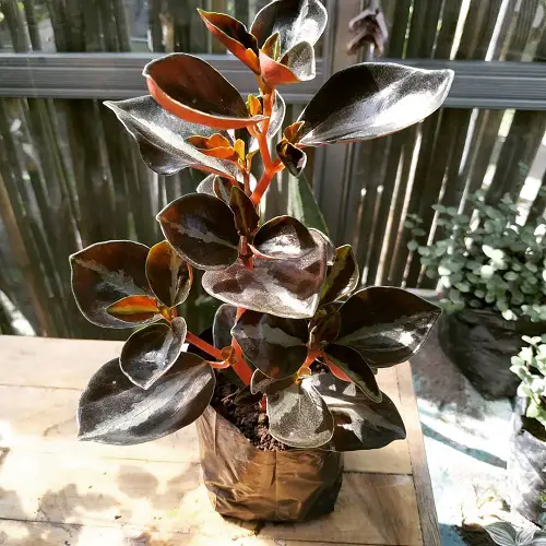 Amazing List of Best Peperomia Types