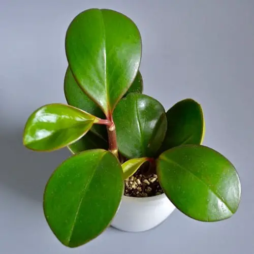 Top Peperomia Varieties for Indoor Gardening