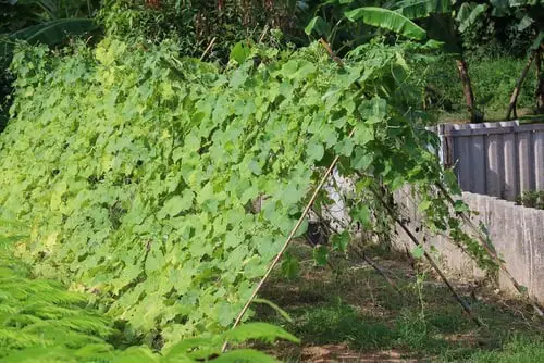 Hut Shaped Trellis