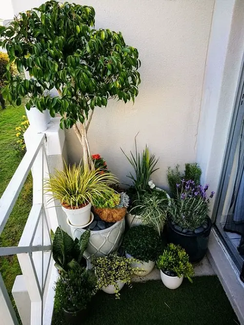Stacked Potted Plants with a Weeping Fig