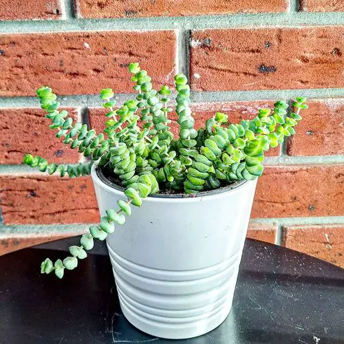 Strangest and Most Unusual Leaves on Houseplants