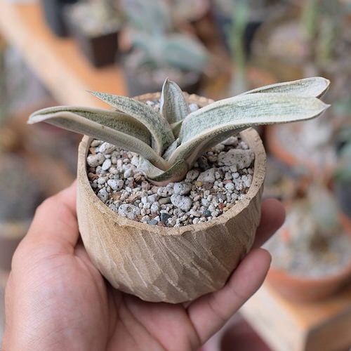 White Succulents You Can Grow