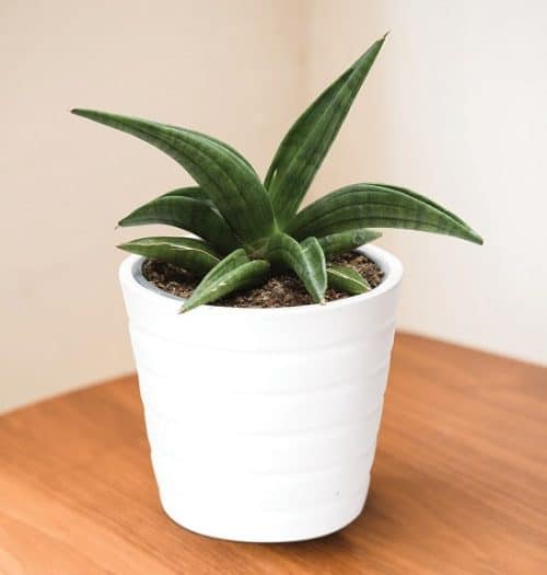 Types of Snake Plant - Sansevieria patens