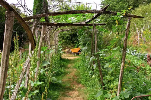 A Long Trellis