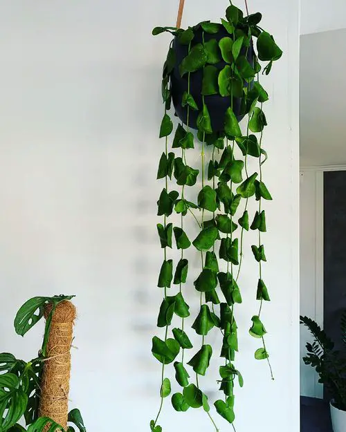 Houseplants with the Strangest and Most Mysterious Leaves 