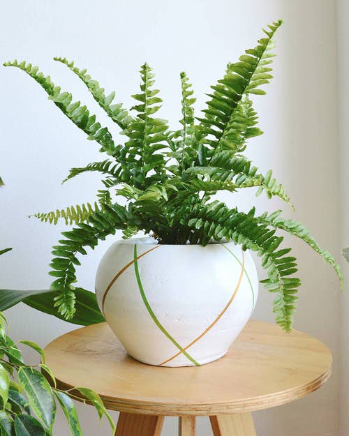 top Gorgeous Ferns for Houses