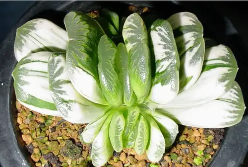 beautiful White Succulents You Can Grow