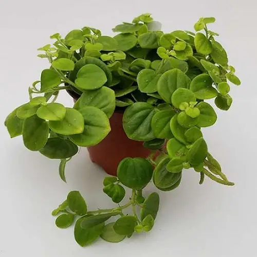  Best Peperomia Types indoor
