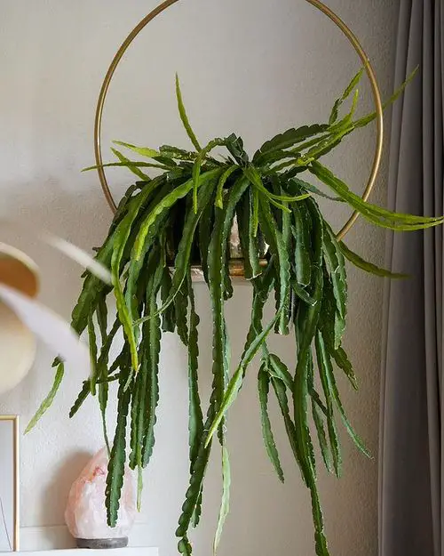 best Houseplants with the Strangest and Most Mysterious Leaves