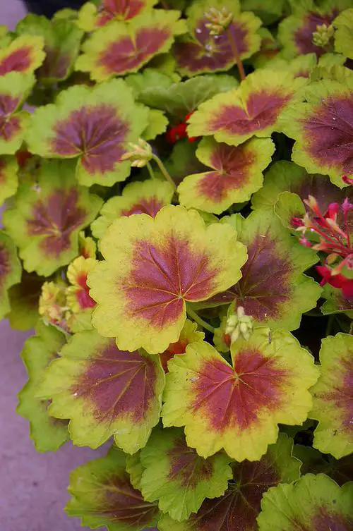 Most Elegant Geranium Types