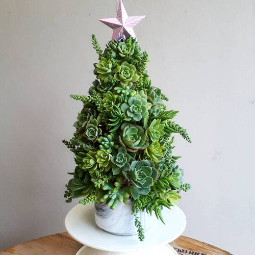 Succulent Christmas Lush Green Christmas Tree on a White Countertop