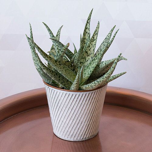 Best White Succulents 5