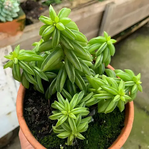List of Best Peperomia Types