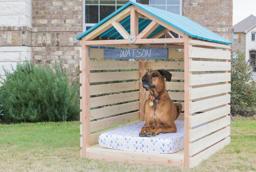 Open Dog House