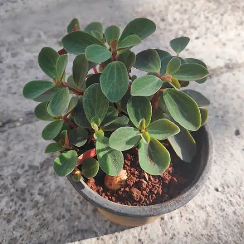 The best varieties of Peregrina for indoor gardens