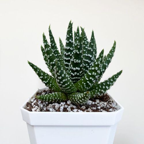 lovely Best White Succulents You Can Grow