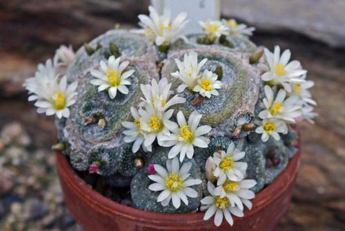 lovely Special & Rare Cacti