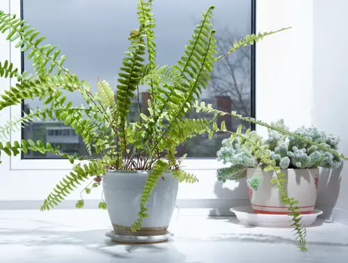 best Lovely Ferns for Houses