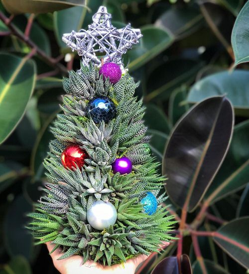 SucculenHaworthia Christmas Tree